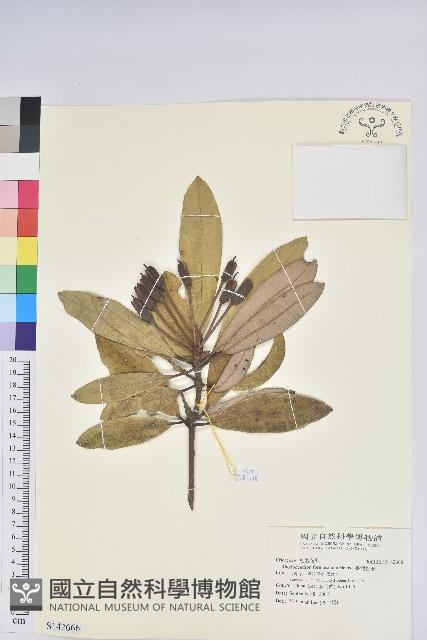 臺灣杜鵑藏品圖，第1張