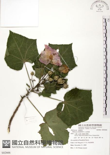 木芙蓉藏品圖，第1張