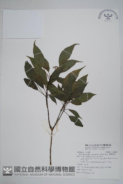 臺灣樹參藏品圖，第1張