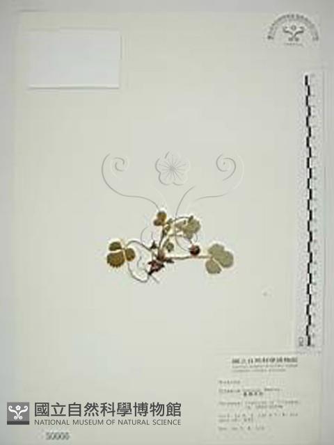 臺灣草莓藏品圖，第1張