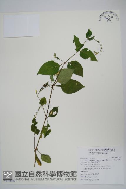 小花寬葉馬偕花藏品圖，第1張