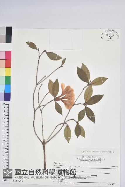 大武杜鵑藏品圖，第1張