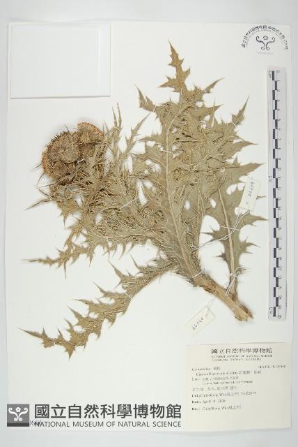 白花小薊藏品圖，第1張