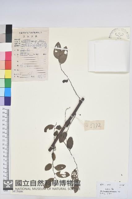 龍眼睛藏品圖，第1張