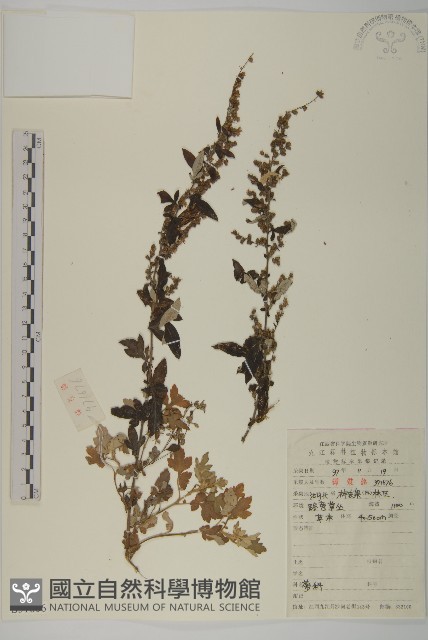 登錄號:S051666藏品圖，第1張