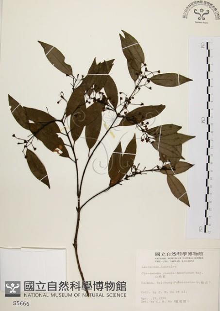 山肉桂、台灣肉桂藏品圖，第1張