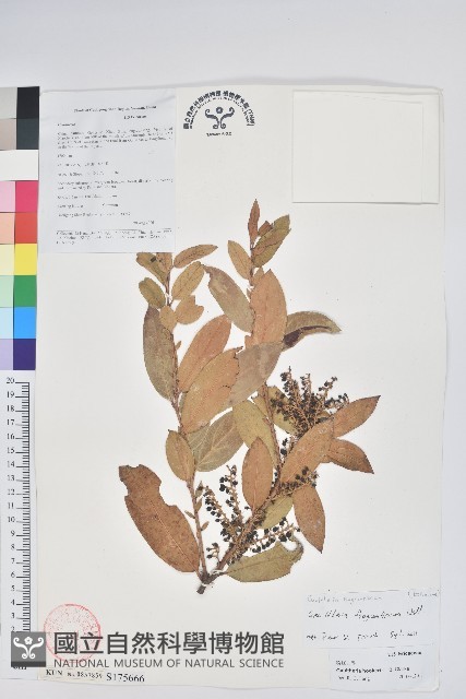 芳香白珠藏品圖，第1張