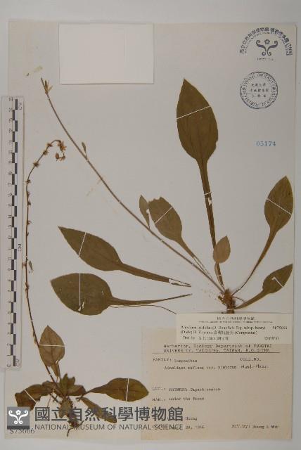 臺灣鬼督郵藏品圖，第1張