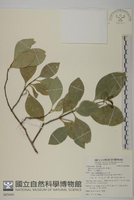 日本賽衛矛、日本假衛矛藏品圖，第1張