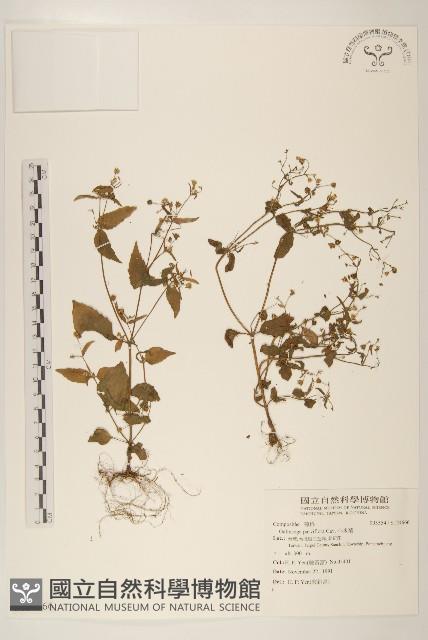 小米菊藏品圖，第1張