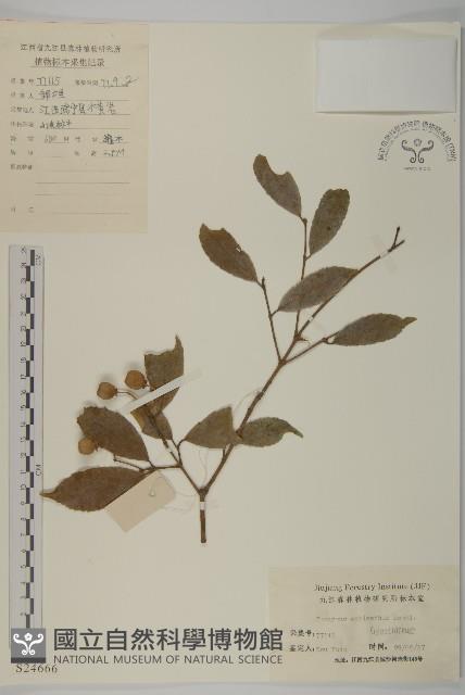 大果衛矛藏品圖，第1張