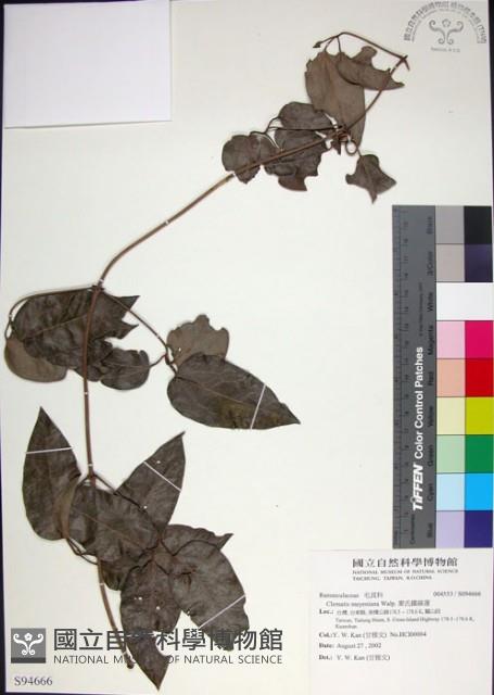 麥氏鐵線蓮藏品圖，第1張