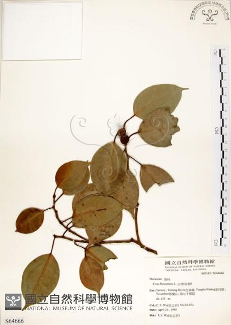 白榕、垂榕藏品圖，第1張