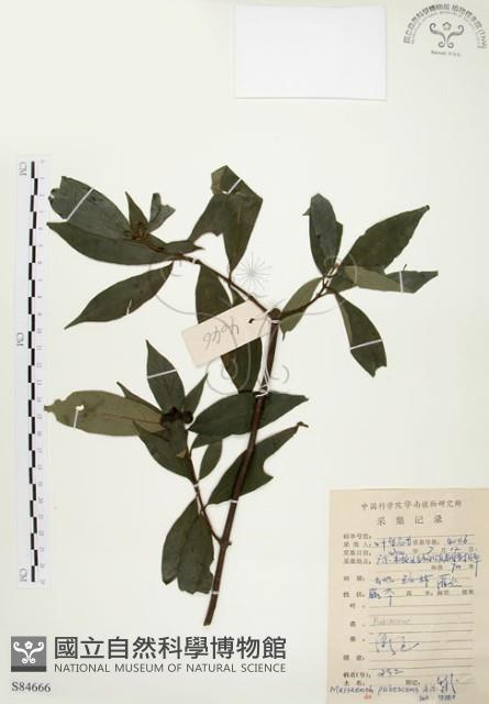 毛玉葉金花藏品圖，第1張