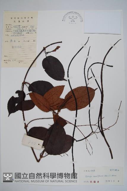 帘子藤藏品圖，第1張