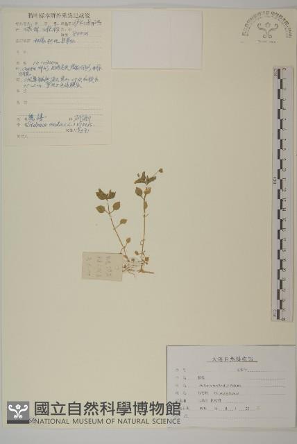 繁縷藏品圖，第1張