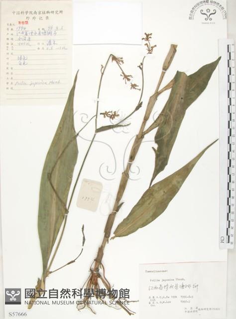 杜若藏品圖，第1張