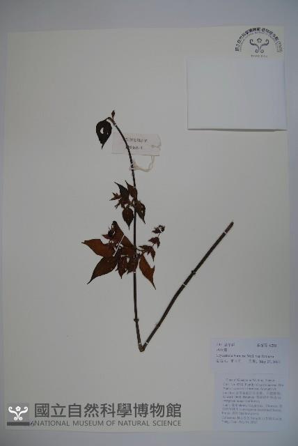 Accession Number:S097666 Collection Image, Figure 1, Total 2 Figures