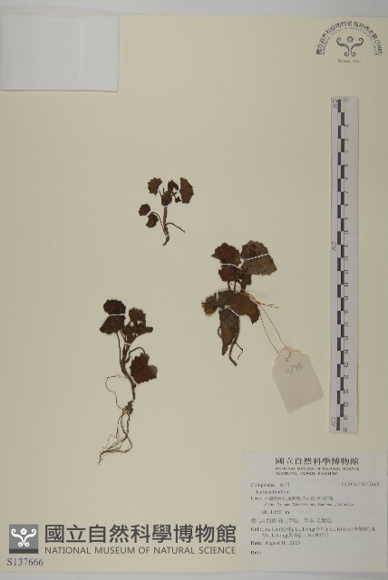 紅頭垂頭菊藏品圖，第1張