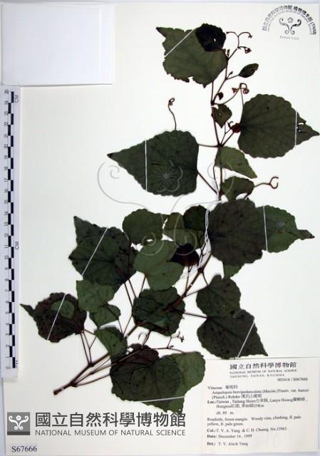 漢氏山葡萄藏品圖，第1張