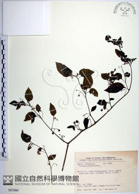 光果龍葵藏品圖，第1張