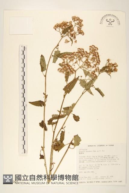 蔓黃菀藏品圖，第1張