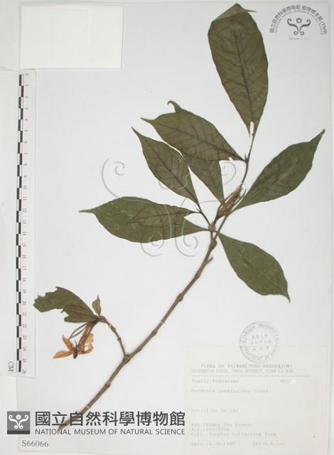 山黃梔藏品圖，第1張