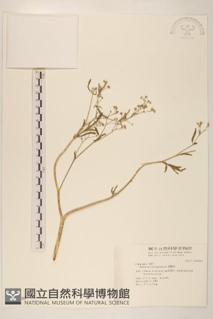 銀膠菊藏品圖，第1張