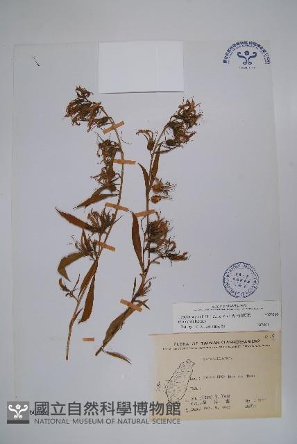 大本山梗菜藏品圖，第1張