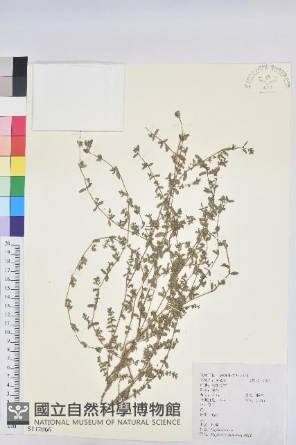 地錦藏品圖，第1張