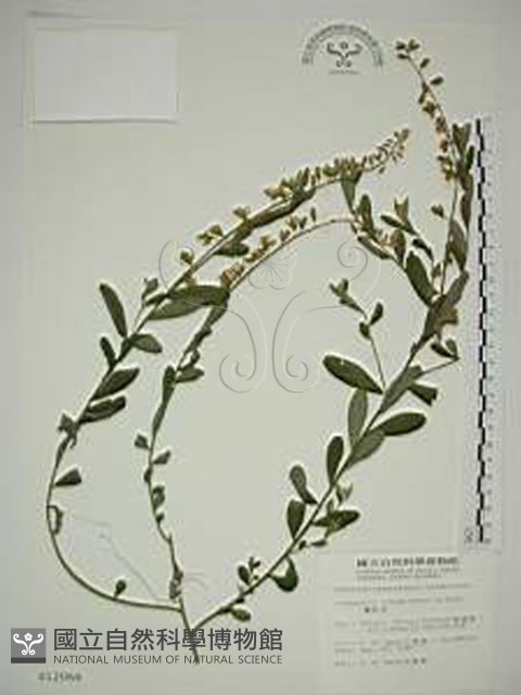 響鈴豆藏品圖，第1張