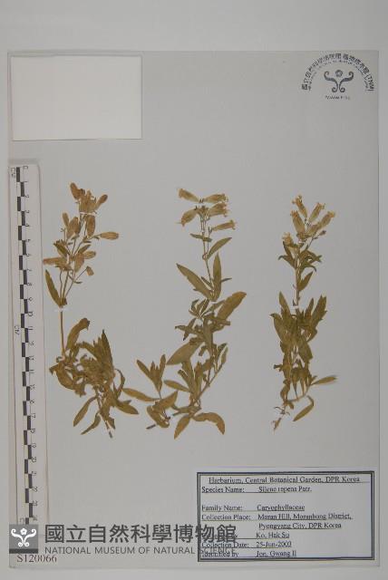 匍生蠅子草藏品圖，第1張