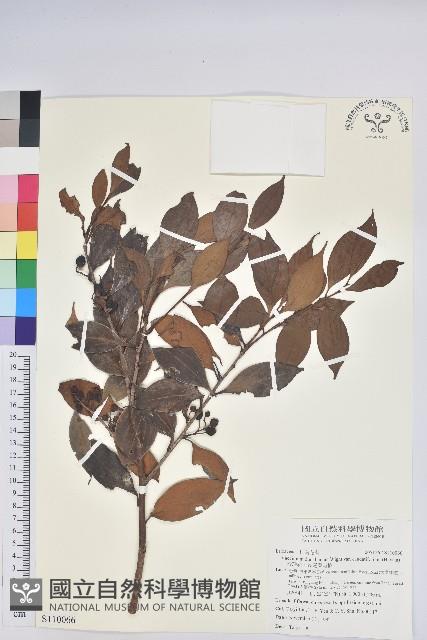 珍珠花、長尾葉越橘藏品圖，第1張