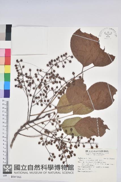 長葉紫珠藏品圖，第1張