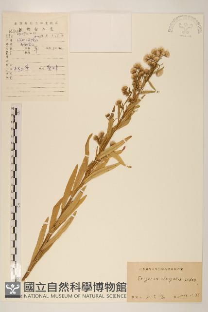 長莖非蓬藏品圖，第1張