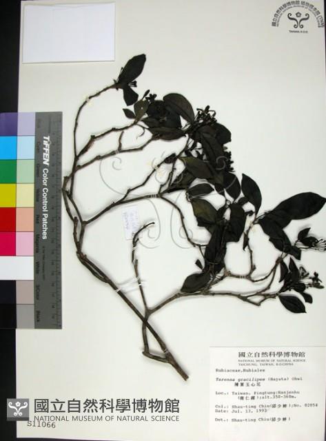 薄葉玉心花藏品圖，第1張