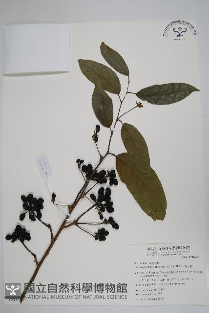 香水樹藏品圖，第1張