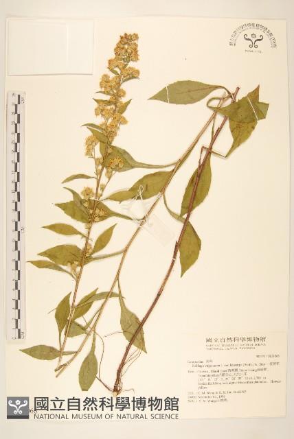 一枝黃花藏品圖，第1張