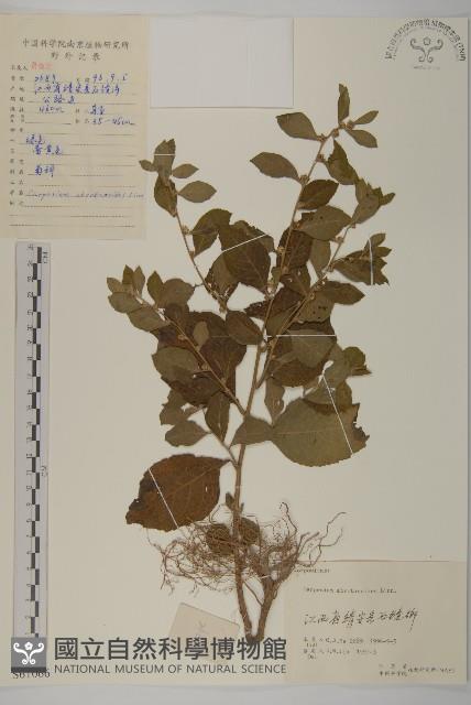 天名精藏品圖，第1張