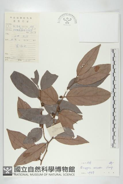 軟毛柿藏品圖，第1張