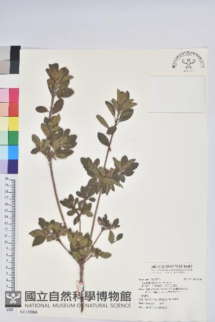 唐杜鵑、大屯杜鵑、中原氏杜鵑藏品圖，第1張