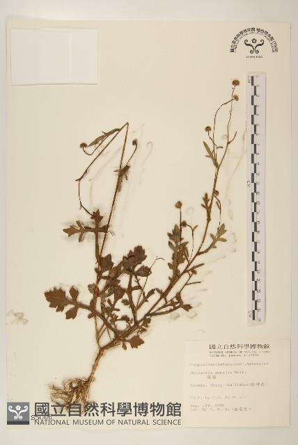 矮菊藏品圖，第1張