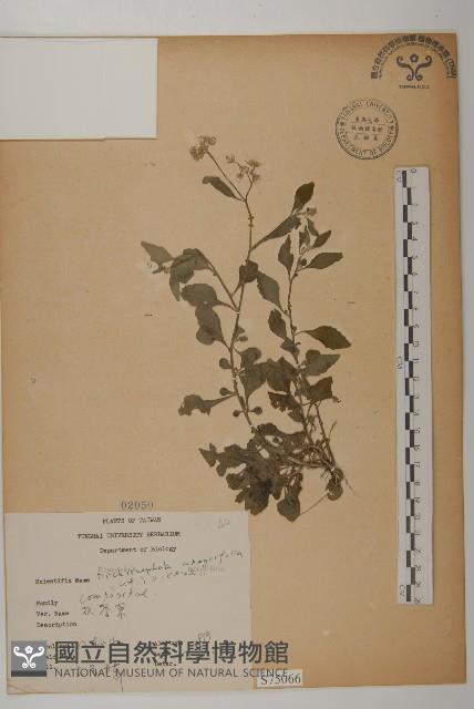 茯苓菜藏品圖，第1張