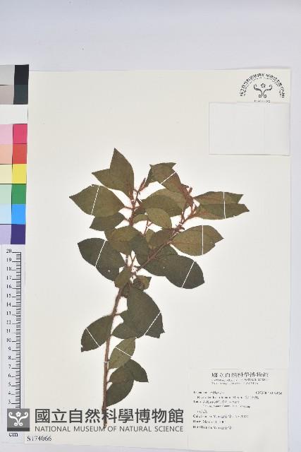 金毛杜鵑藏品圖，第1張