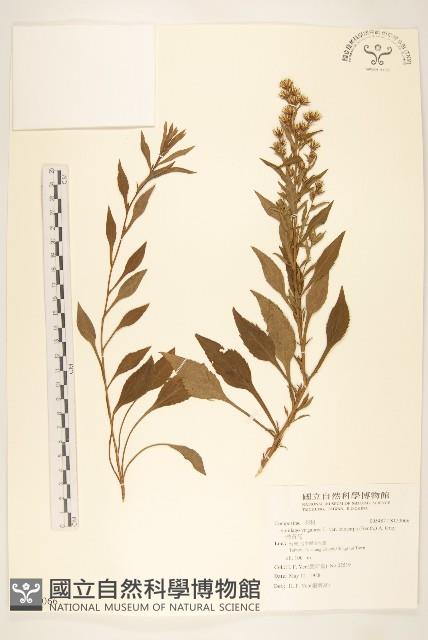 一枝黃花藏品圖，第1張