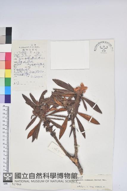 卷葉杜鵑藏品圖，第1張