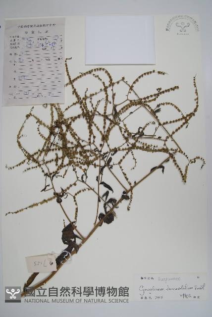 小花倒提壺藏品圖，第1張