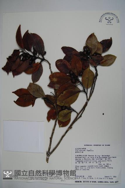 松田氏冬青藏品圖，第1張