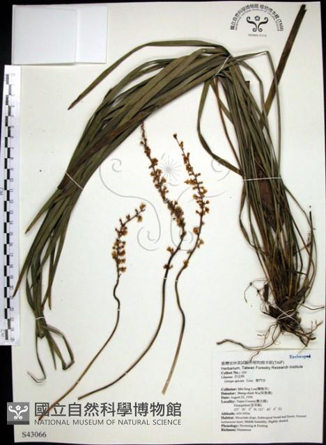 麥門冬藏品圖，第1張