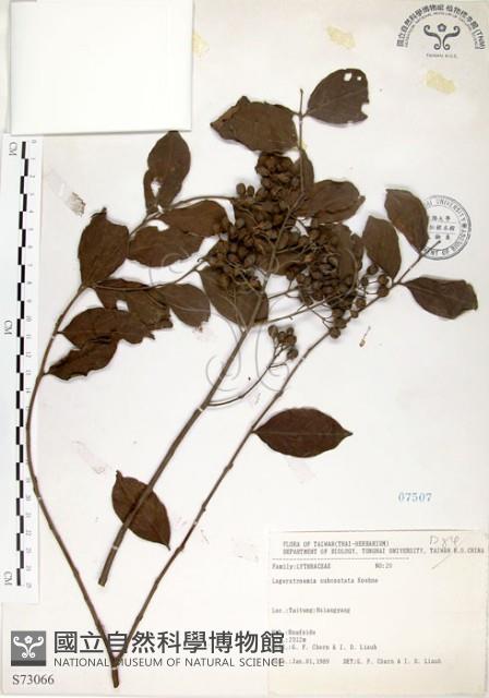 九芎藏品圖，第1張